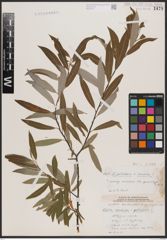 Foto von Salix candida Flüggé ex Willd. x Salix petiolaris Sm.